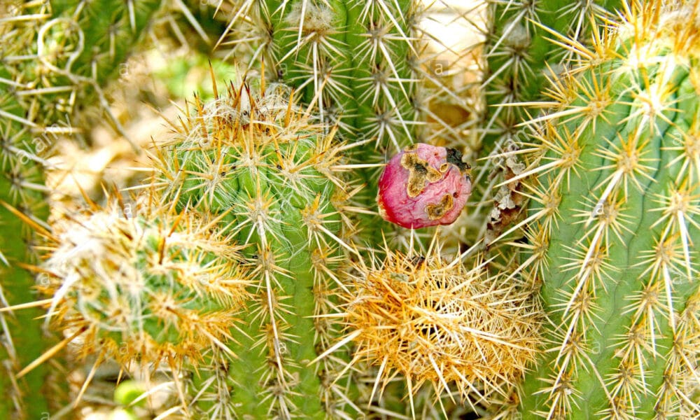 Cactos Cordel Xique Xique  Cordel Xique Xique cactus - Patrícia
