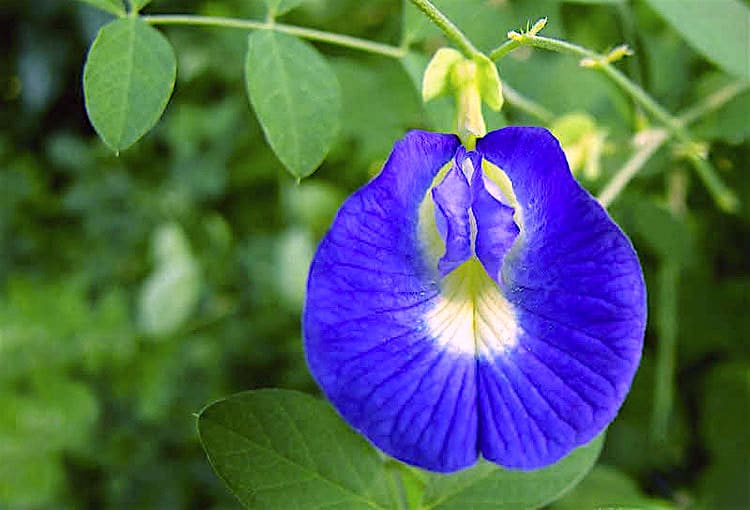 Como plantar e cuidar da ervilha borboleta azul? - Capitalist