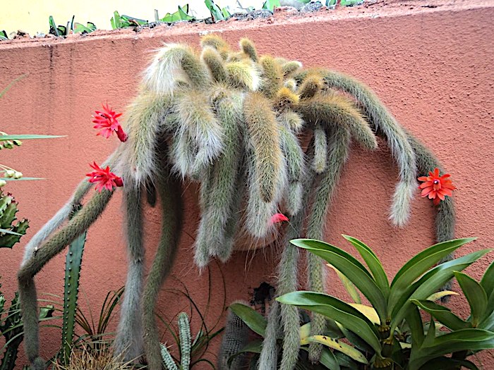 Aprenda a plantar e cultivar a suculenta rabo-de-macaco