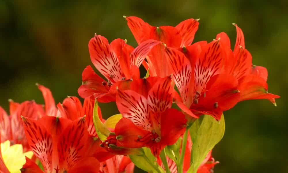 Flor astromélia: conheça essa planta maravilhosa