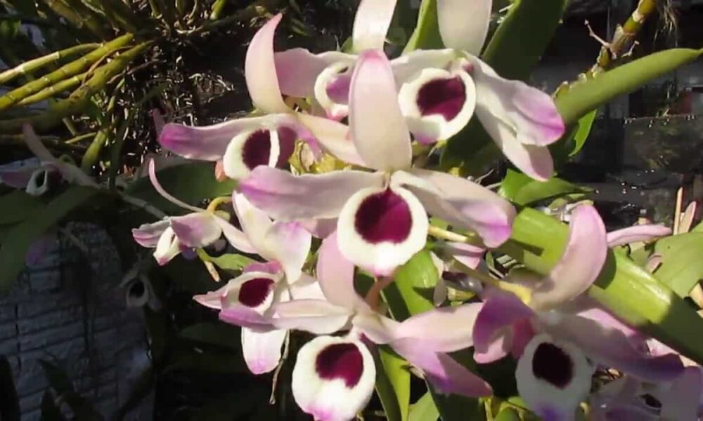 Orquídea olho-de-boneca: saiba como cultivar essa beleza de planta -  Capitalist