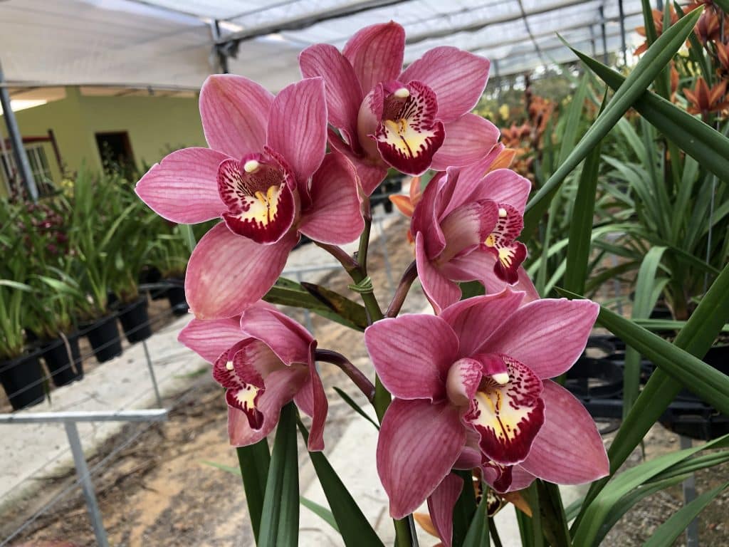 Cymbidium: saiba como cultivar esse gênero de orquídeas