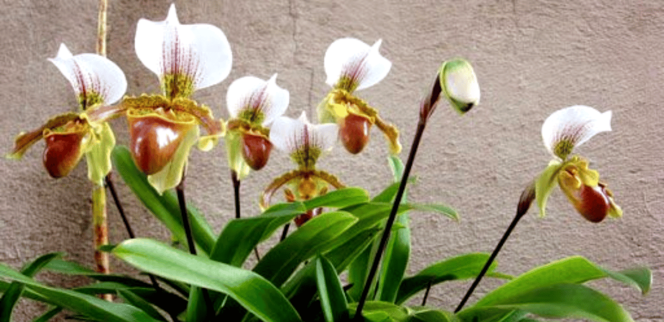 A orquídea sapatinho irá potencializar a beleza de seu jardim