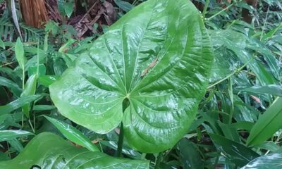 planta chapeu-de-couro