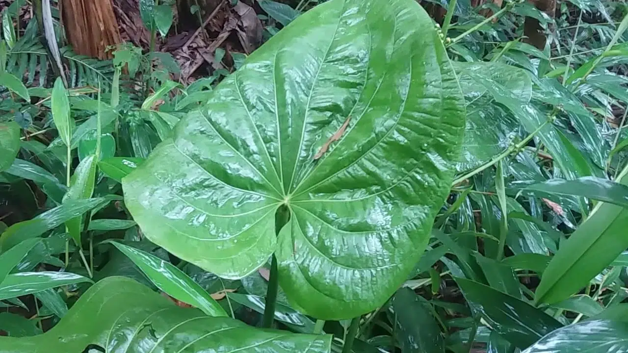 planta chapeu-de-couro