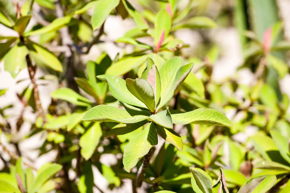 Planta janaúba