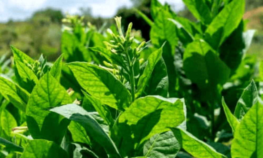 Fa A Voc Mesmo Aprenda A Plantar Tabaco Em Casa