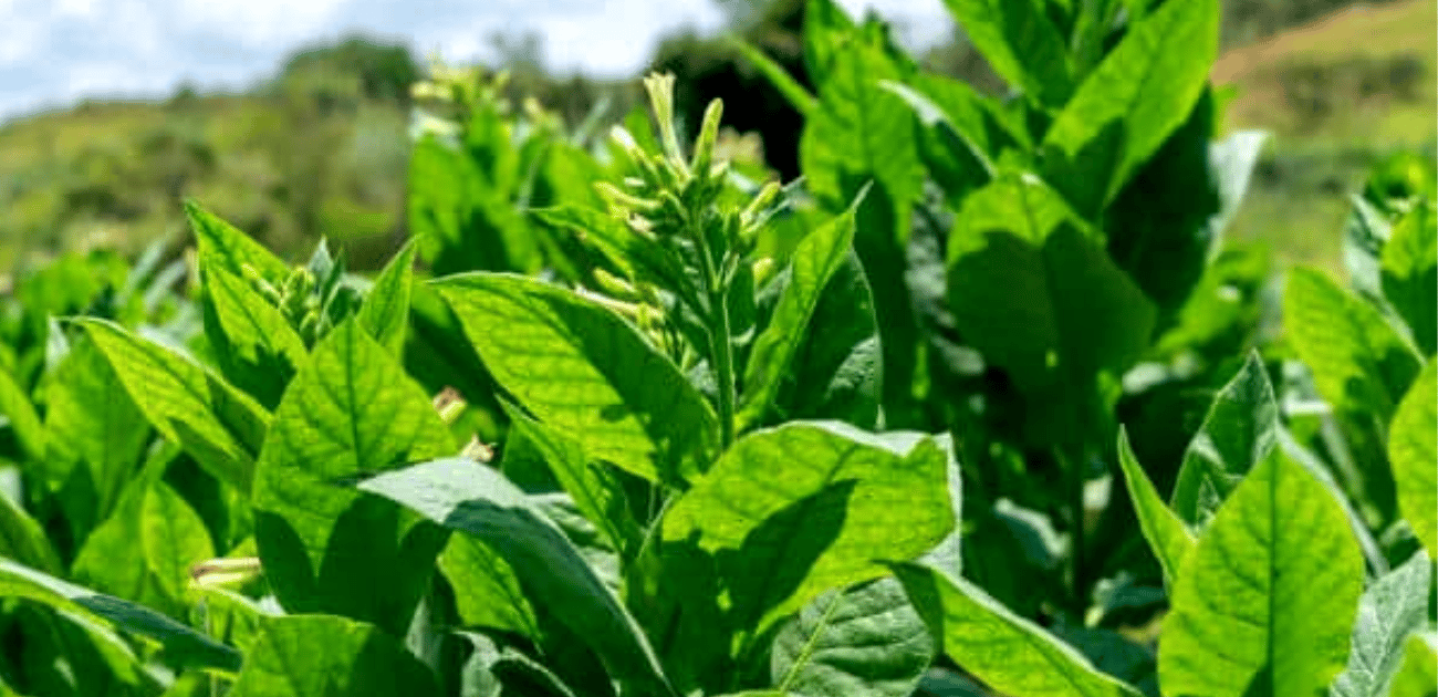 faça você mesmo aprenda a plantar tabaco em casa