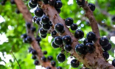 Jabuticaba-2