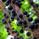 Jabuticaba-2