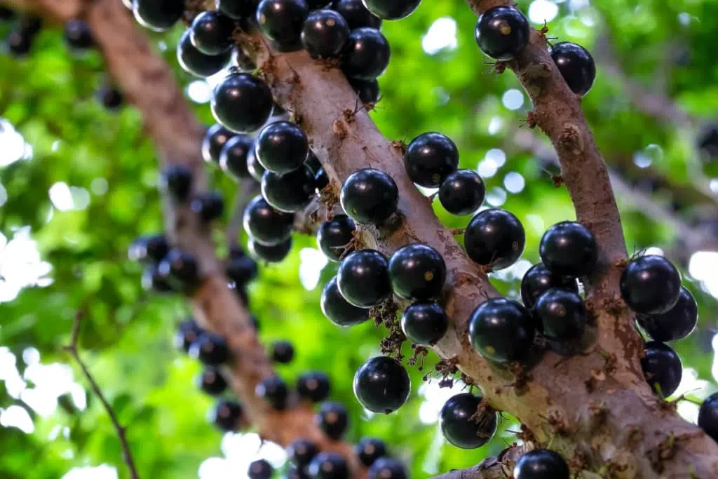 Jabuticaba-2