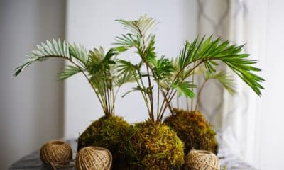 Kokedama