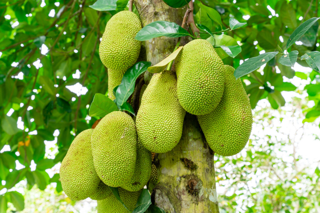 Gosta De Jaca Veja O Passo A Passo De Como Realizar O Cultivo Da Fruta