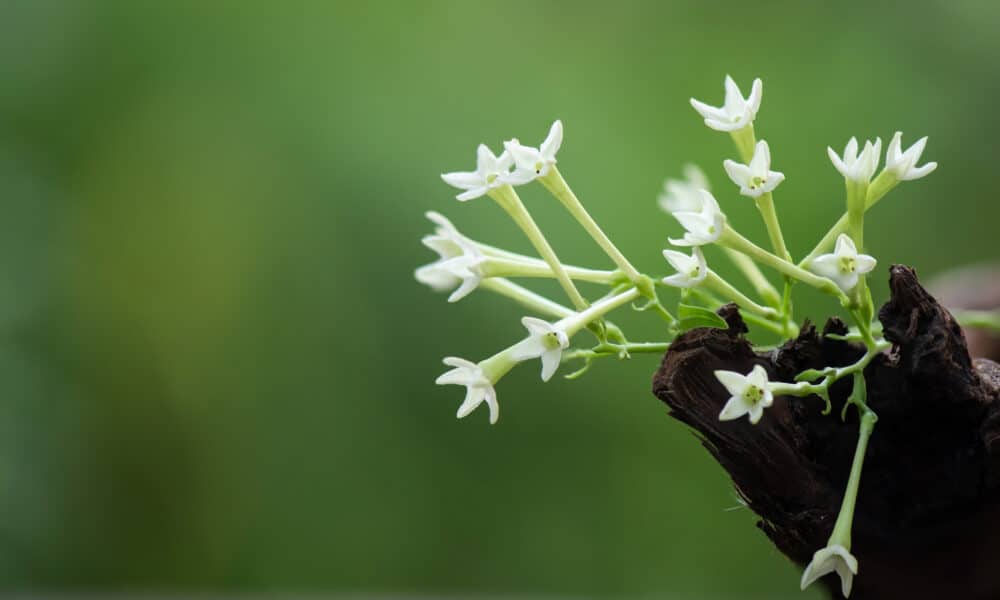 Dama da noite: conheça essa flor misteriosa - Blog da Cobasi