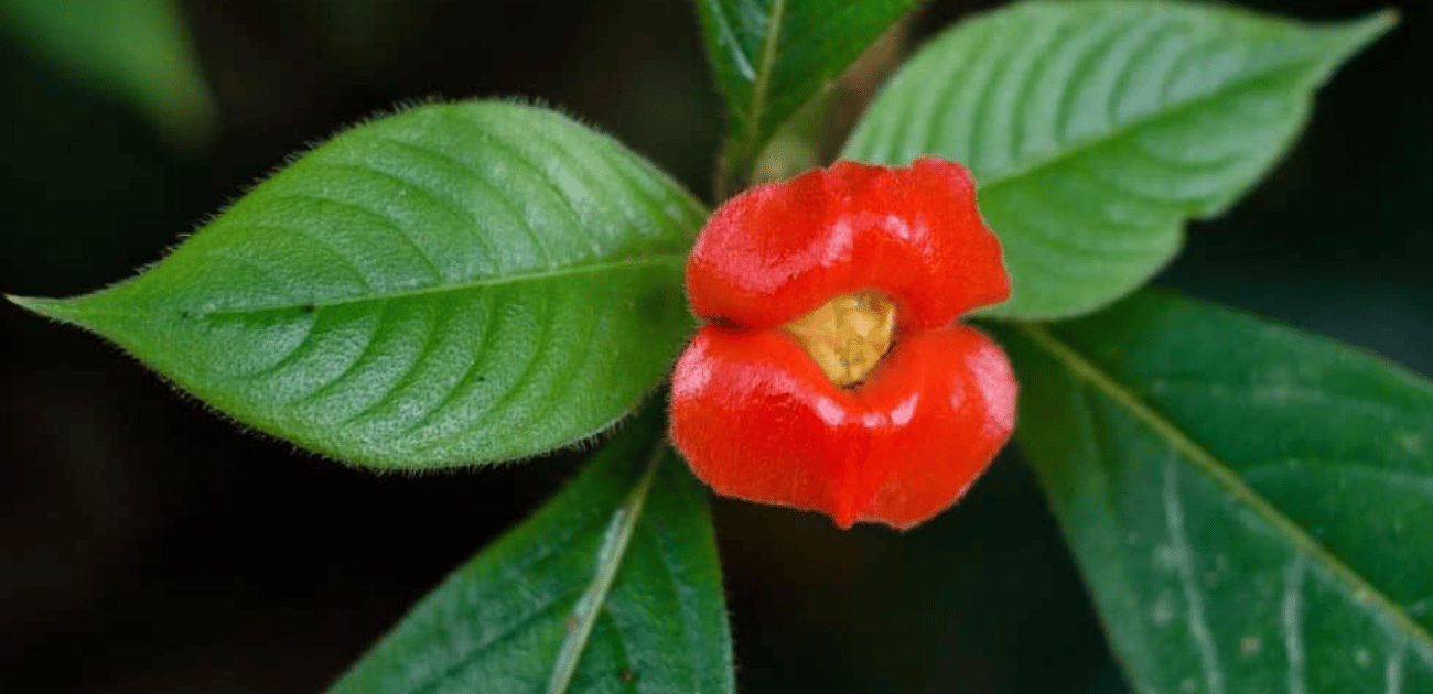 Conhe A A Ex Tica Flor Do Beijo E Se Apaixone Por Essa Diferente Esp Cie