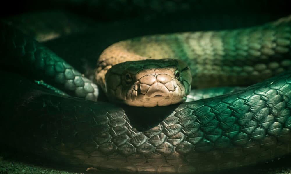 Saiba o que fazer e o que evitar se encontrar uma cobra em casa