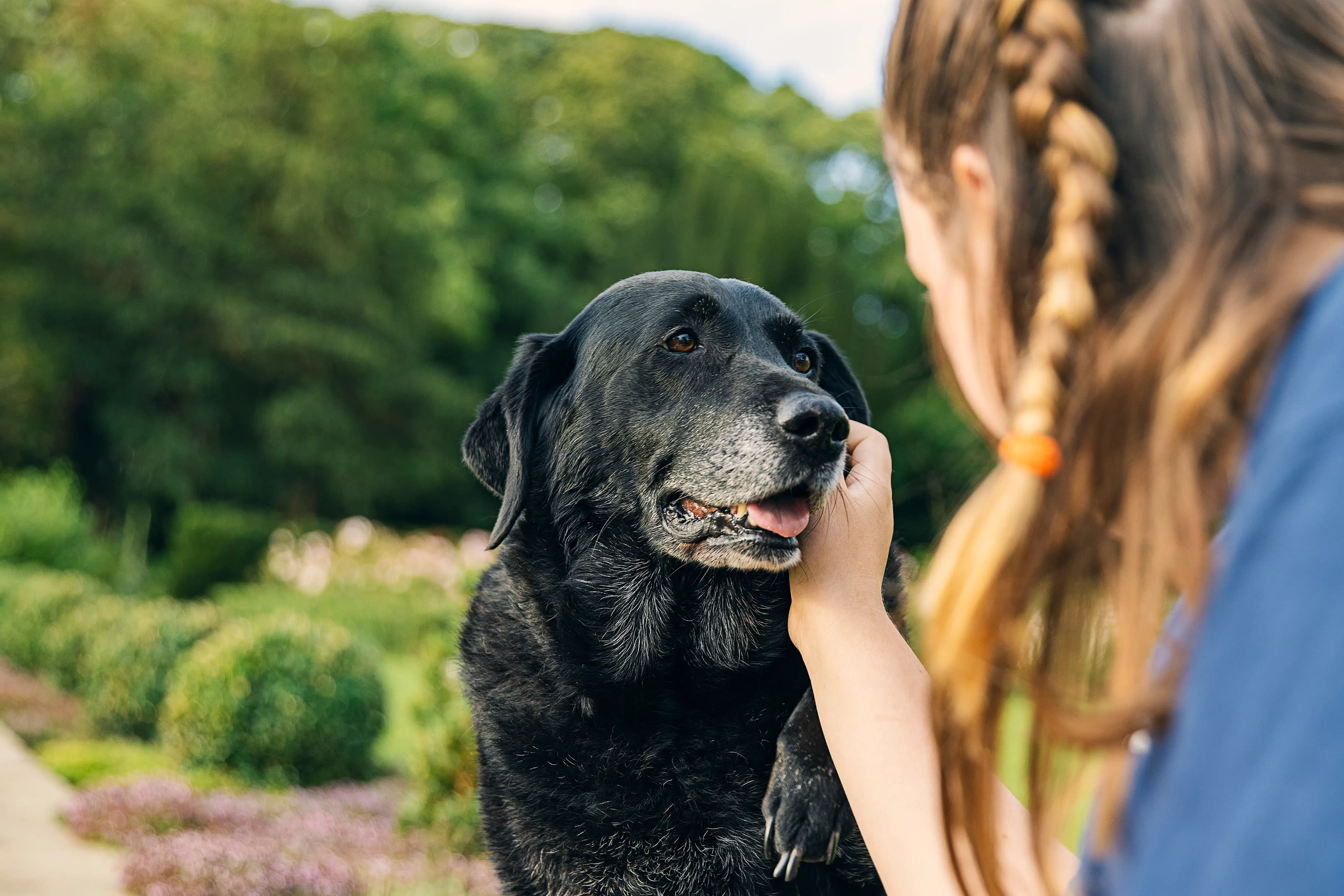 Tem pet em casa? Aprenda a calcular a idade do seu cachorro sem dificuldade