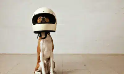 uso de capacete em dog 2