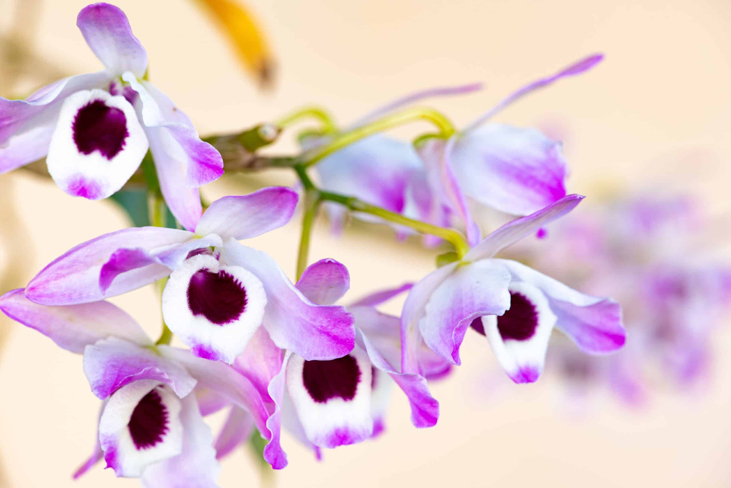 Saiba como cultivar a BELÍSSIMA orquídea olho-de-boneca e se encante!