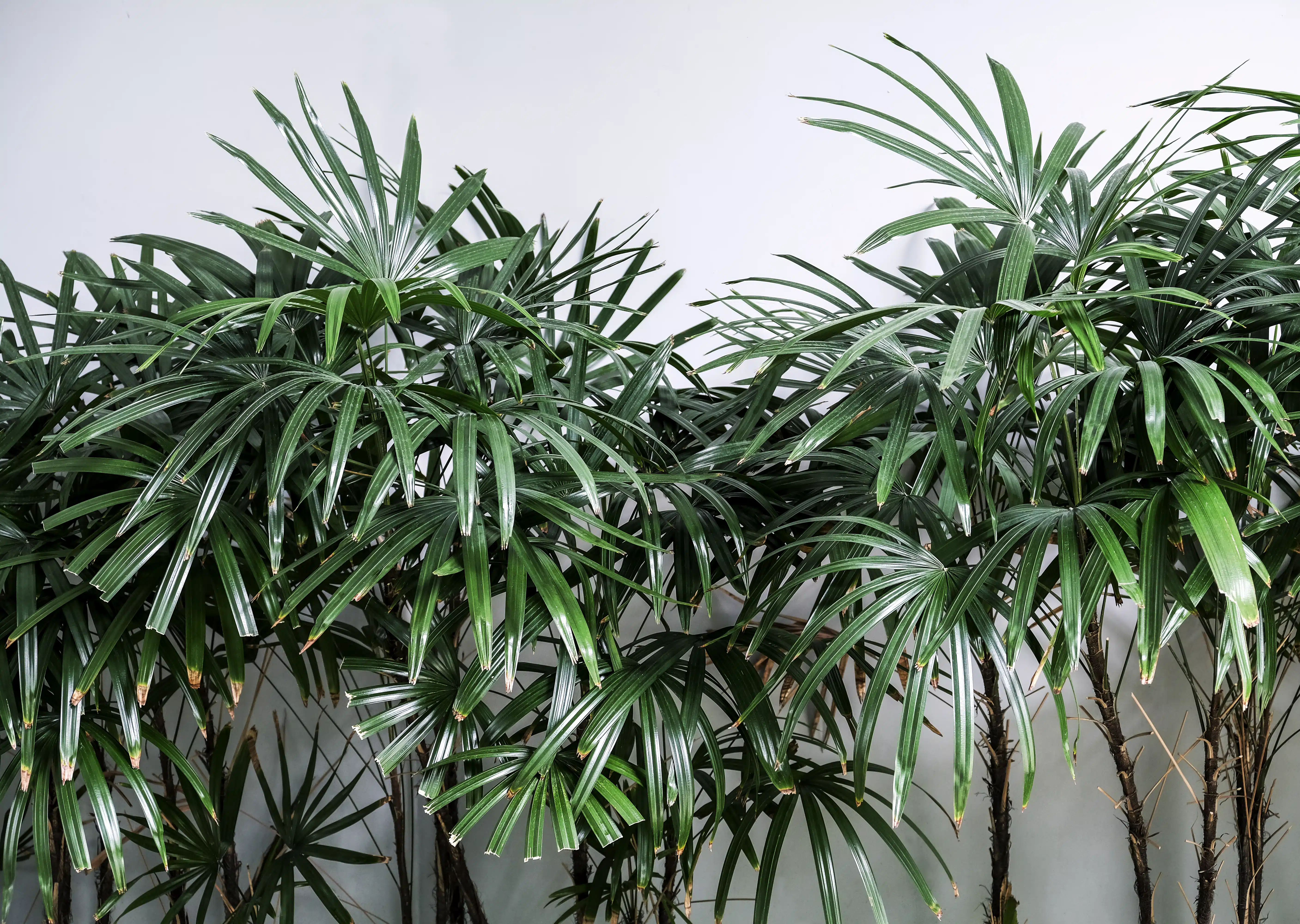 Plantas para o quarto: conheça 5 espécies ideais para esse ambiente