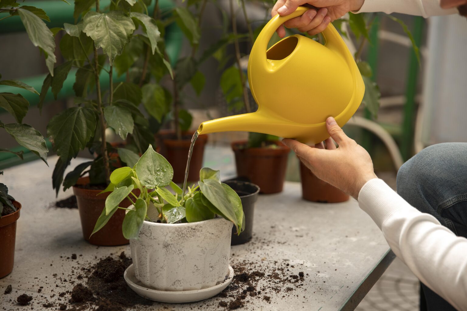 Não Erre Mais Aprenda De Uma Vez Como Regar As Plantas Do Jeito Certo