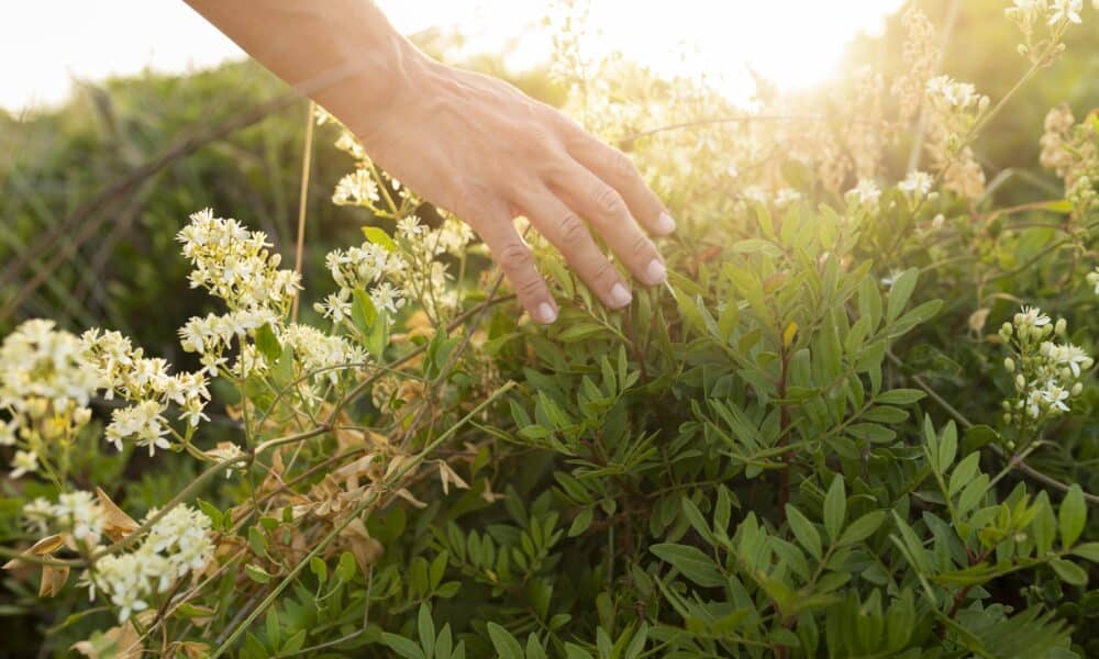 Conheça 5 Espécies De Plantas Medicinais Que Possuem O Poder De Cura 9918