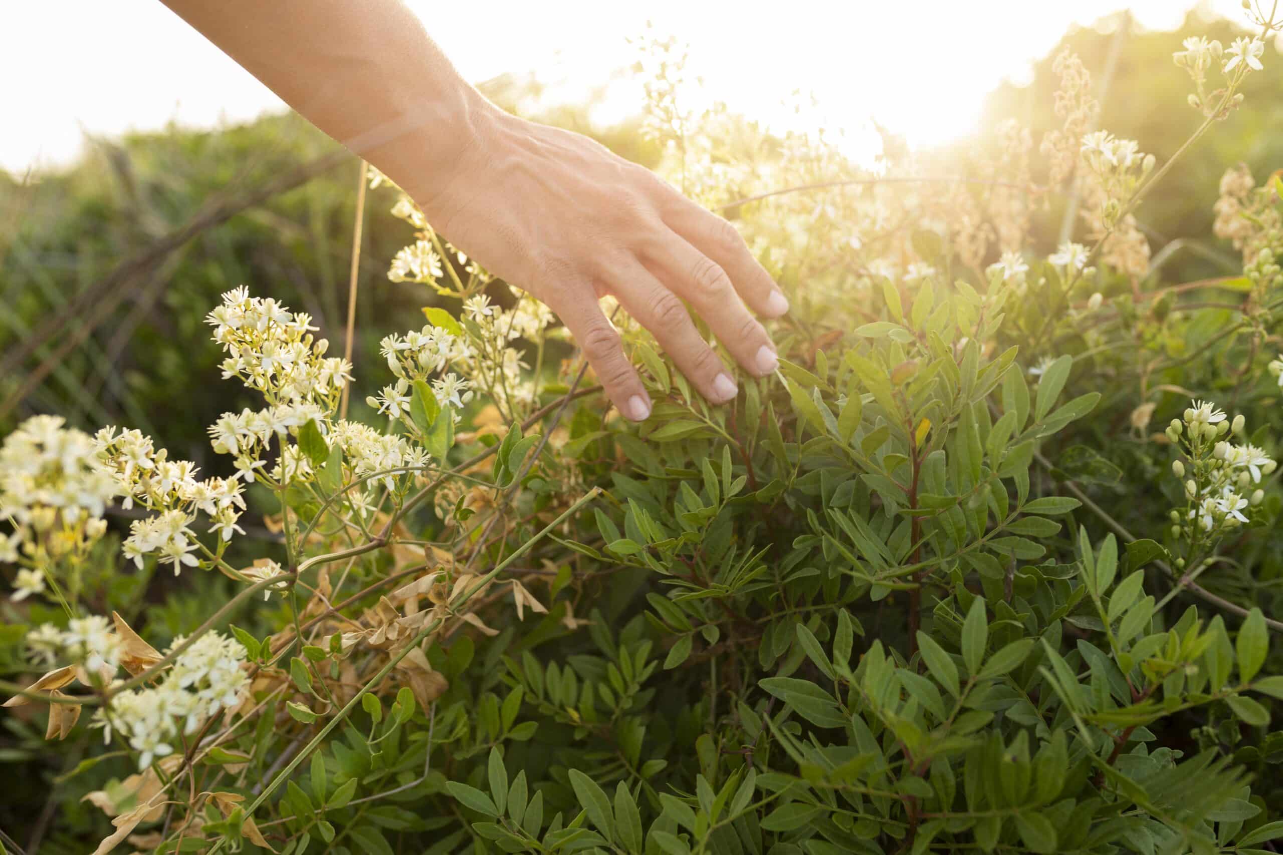 Conheça espécies de plantas medicinais que possuem o poder de cura