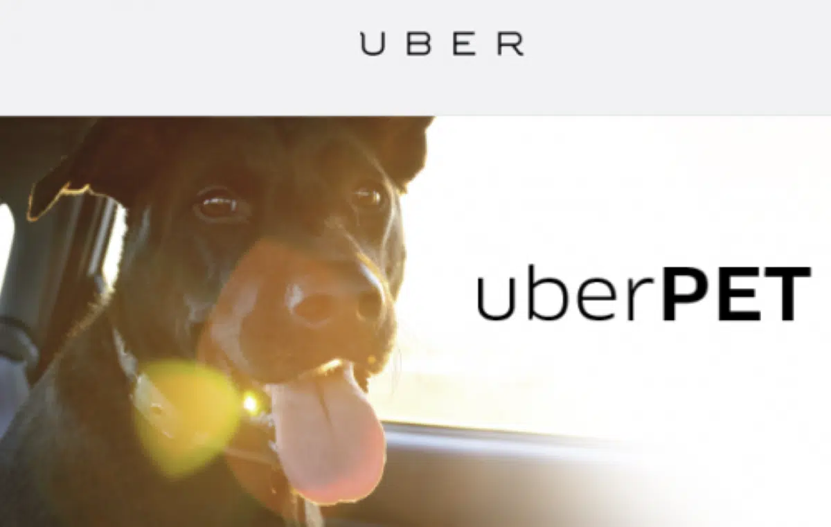 Cão sendo tranportado em uber pet