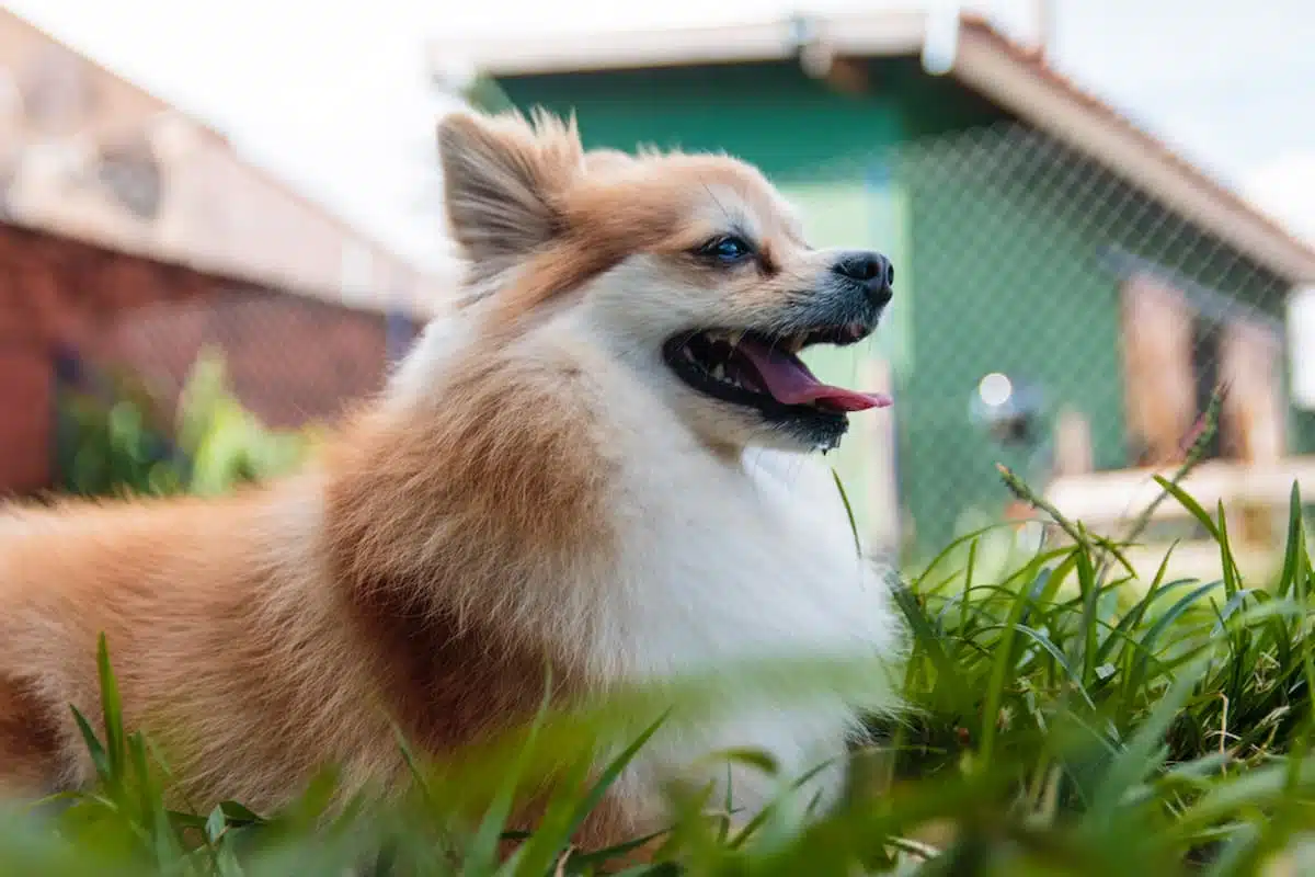 Lulu-da-Pomerânia: o cão pequeno e alegre para apartamentos