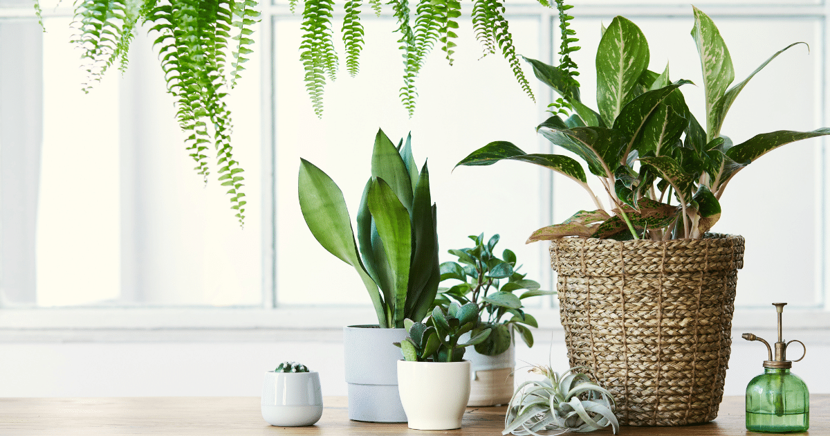 Purifique sua casa: Top plantas que limpam o ar e renovam ambientes!