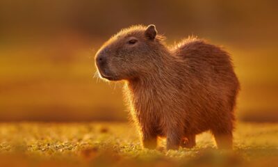 capivara