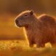 capivara