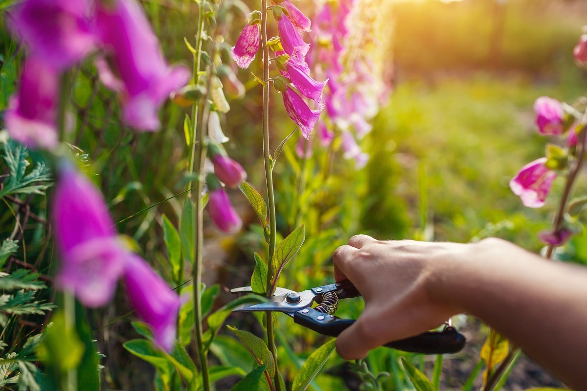 Fill in steam pod seed flower фото 115