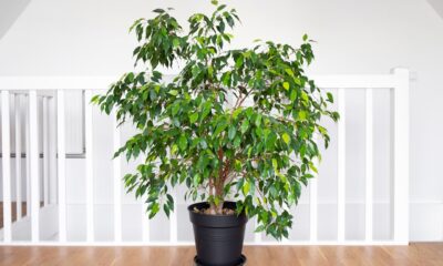 ficus benjamina