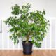 ficus benjamina