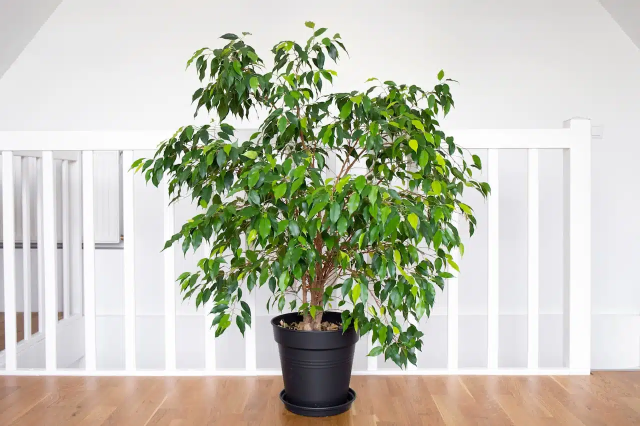 ficus benjamina