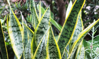 Conheça 4 plantas capazes de eliminar o cheiro de cocô