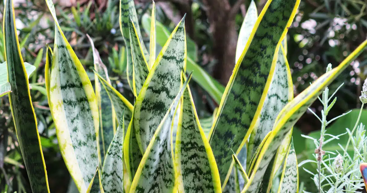 Conheça 4 plantas capazes de eliminar o cheiro de cocô