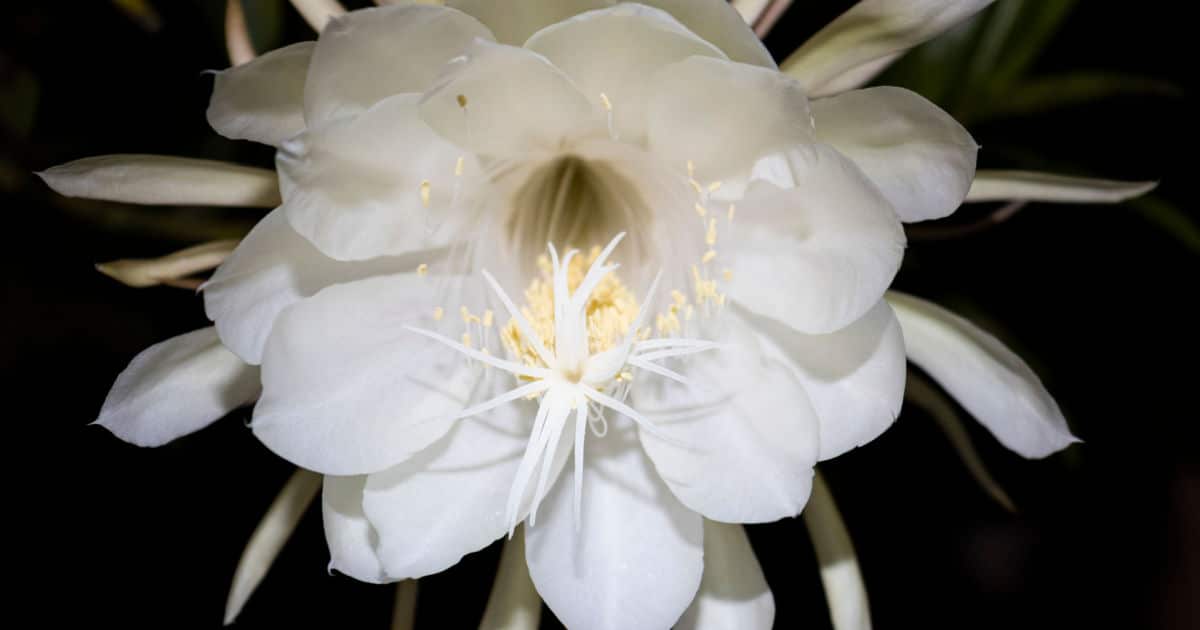 Floresça  Flor dama da noite, Dama da noite, Flor da noite