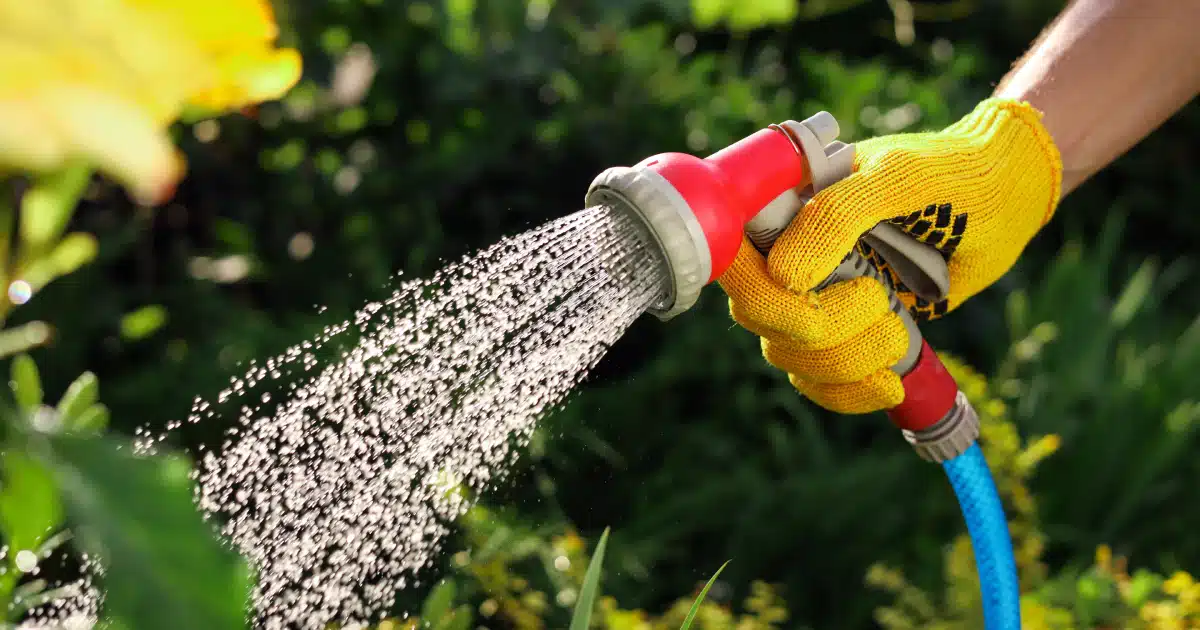 Dicas para jardins: veja como proteger suas plantas com cascas de frutas e legumes