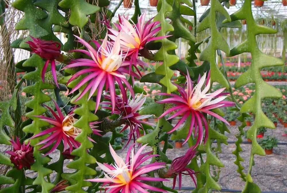 Rainha-da-noite: a flor rara que abre e exala perfume apenas uma