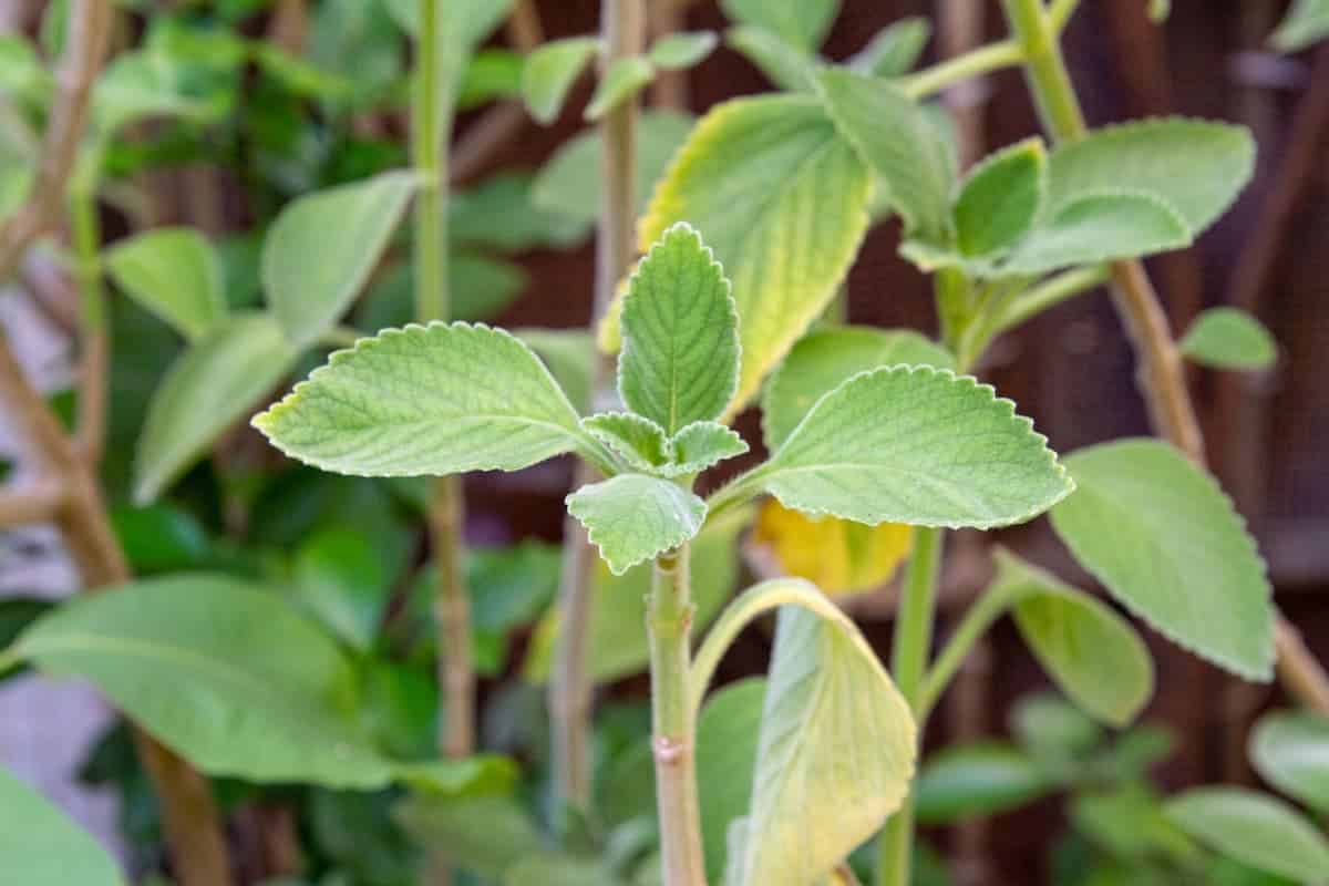 Farm Cia No Quintal Aprenda A Cultivar O Poderoso Boldo Em Sua Casa