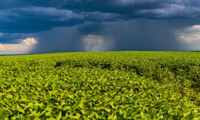 Chuva no Campo