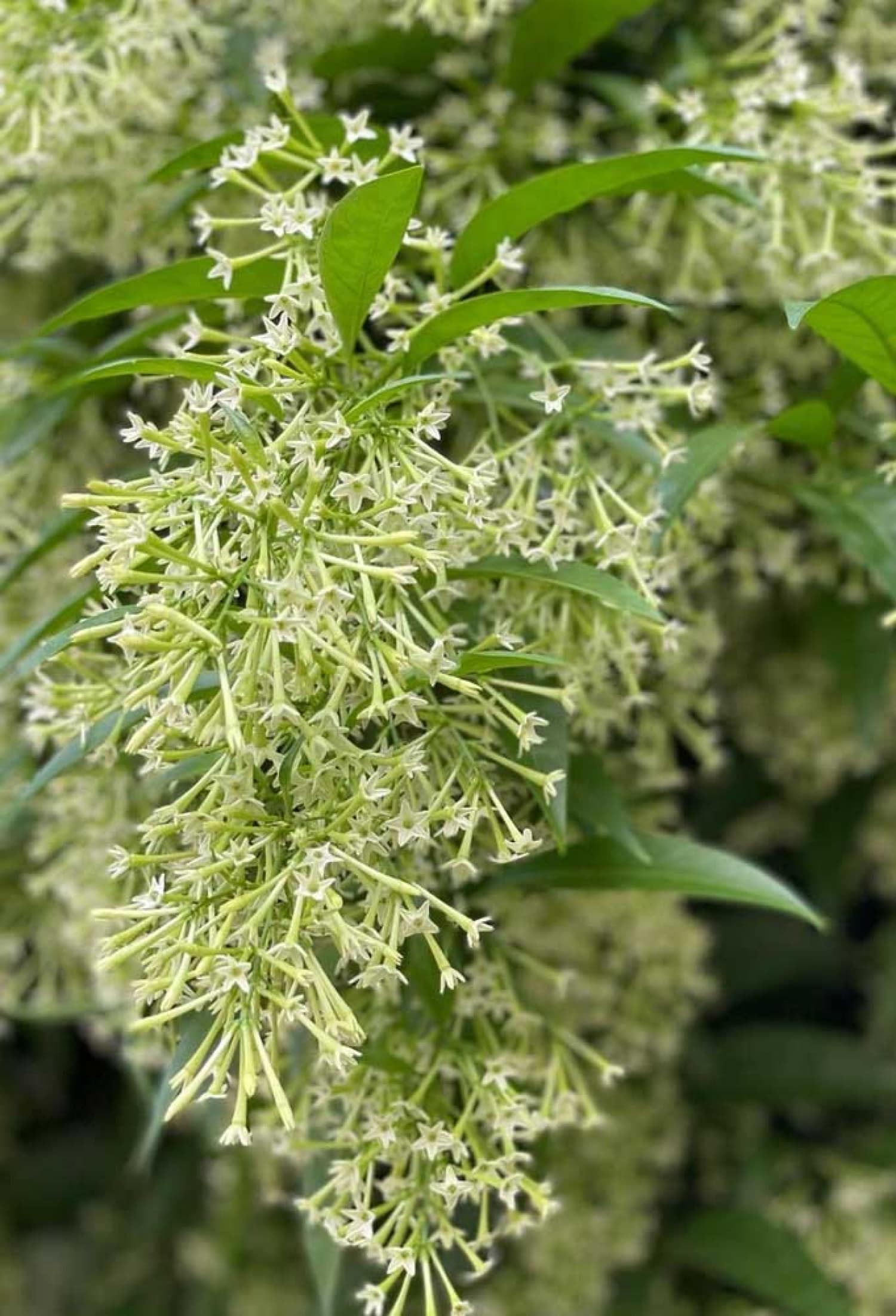 Dama-da-Noite (Cestrum nocturnum)