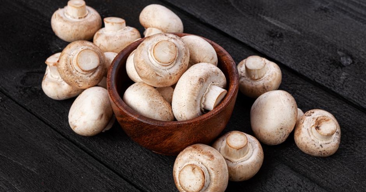 Cultive cogumelos comestíveis em casa sem esterilização: substrato de  serragem e etapas de pasteurização — Eightify