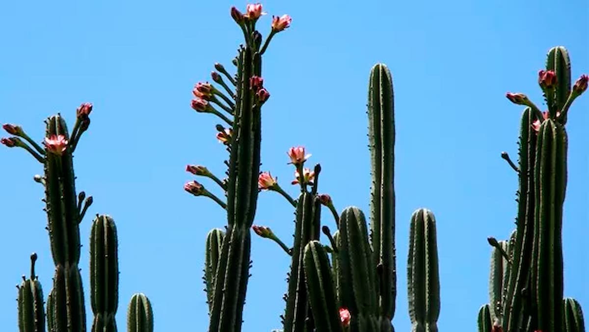 Mandacaru Flor Cacto Nordeste Maranhão Piauí Ceará Rio Grande do