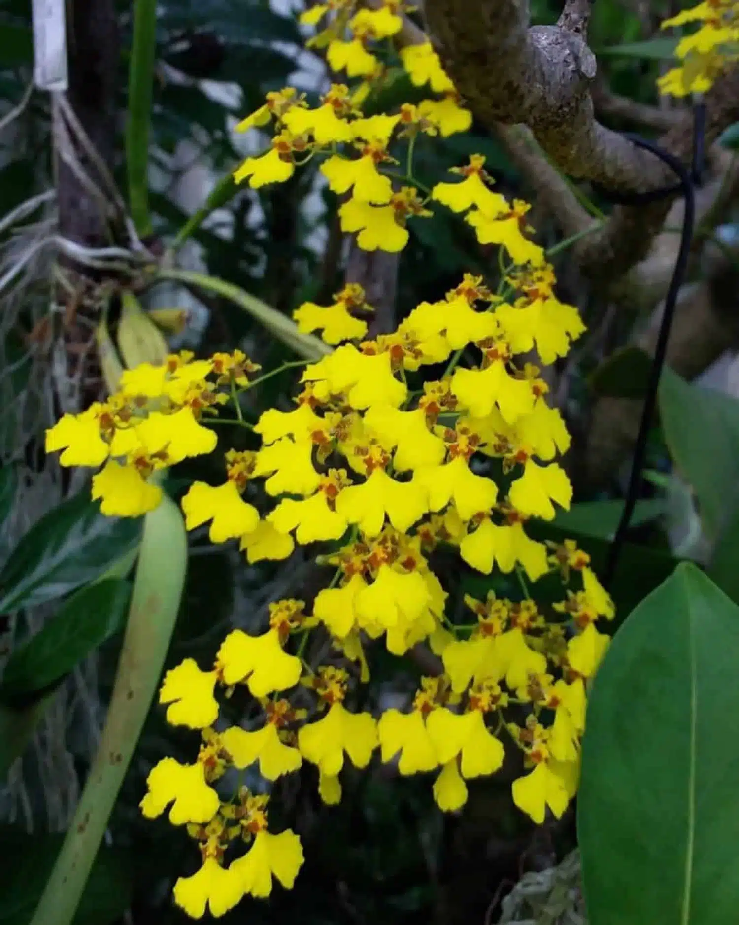 Orquídeas oncidium: tipos de espécies, como cuidar e muito mais