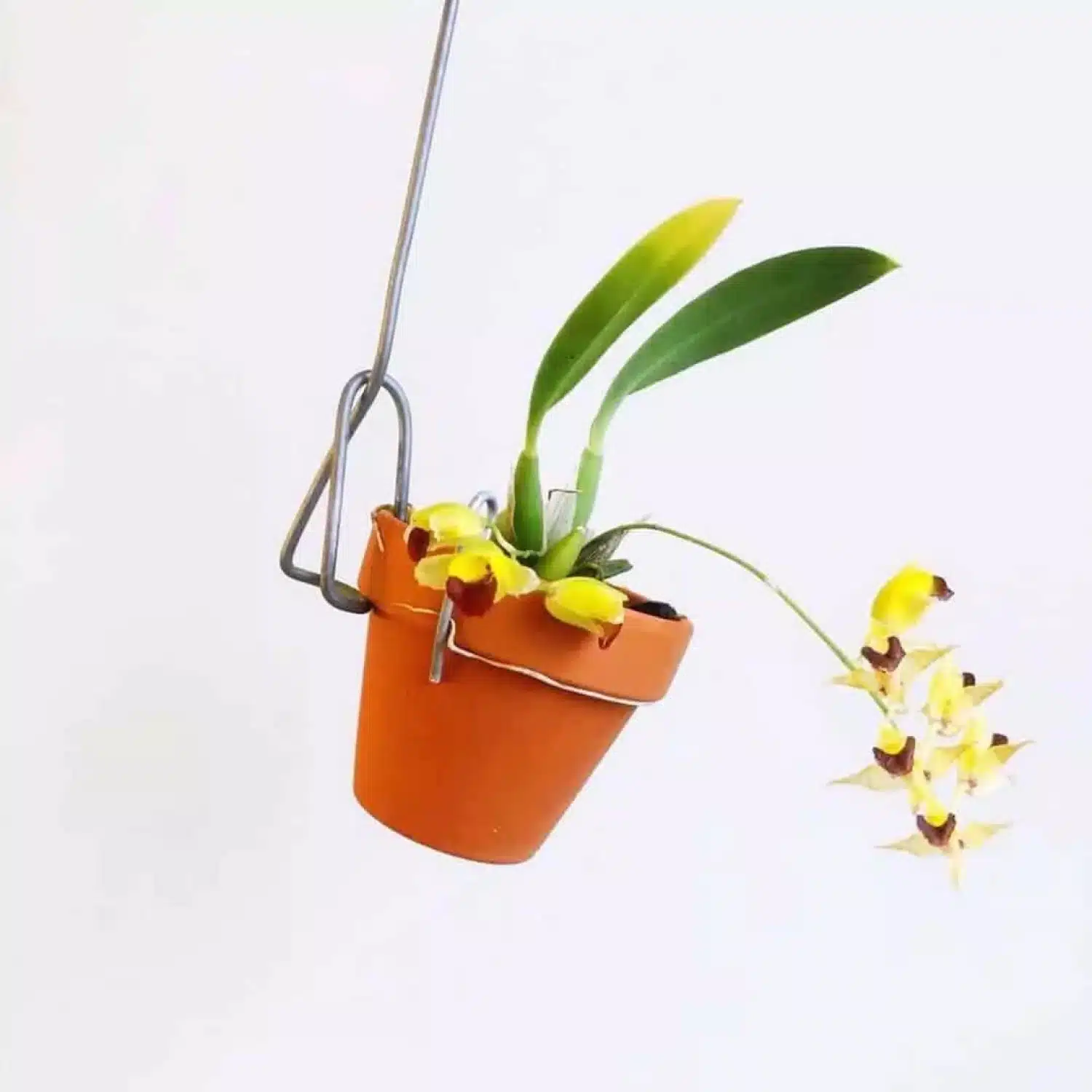 Orquídeas oncidium: tipos de espécies, como cuidar e muito mais