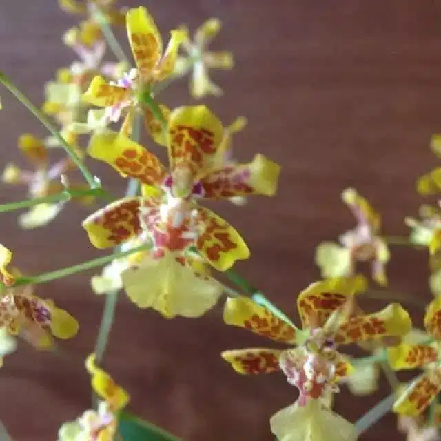 Orquídeas oncidium: tipos de espécies, como cuidar e muito mais