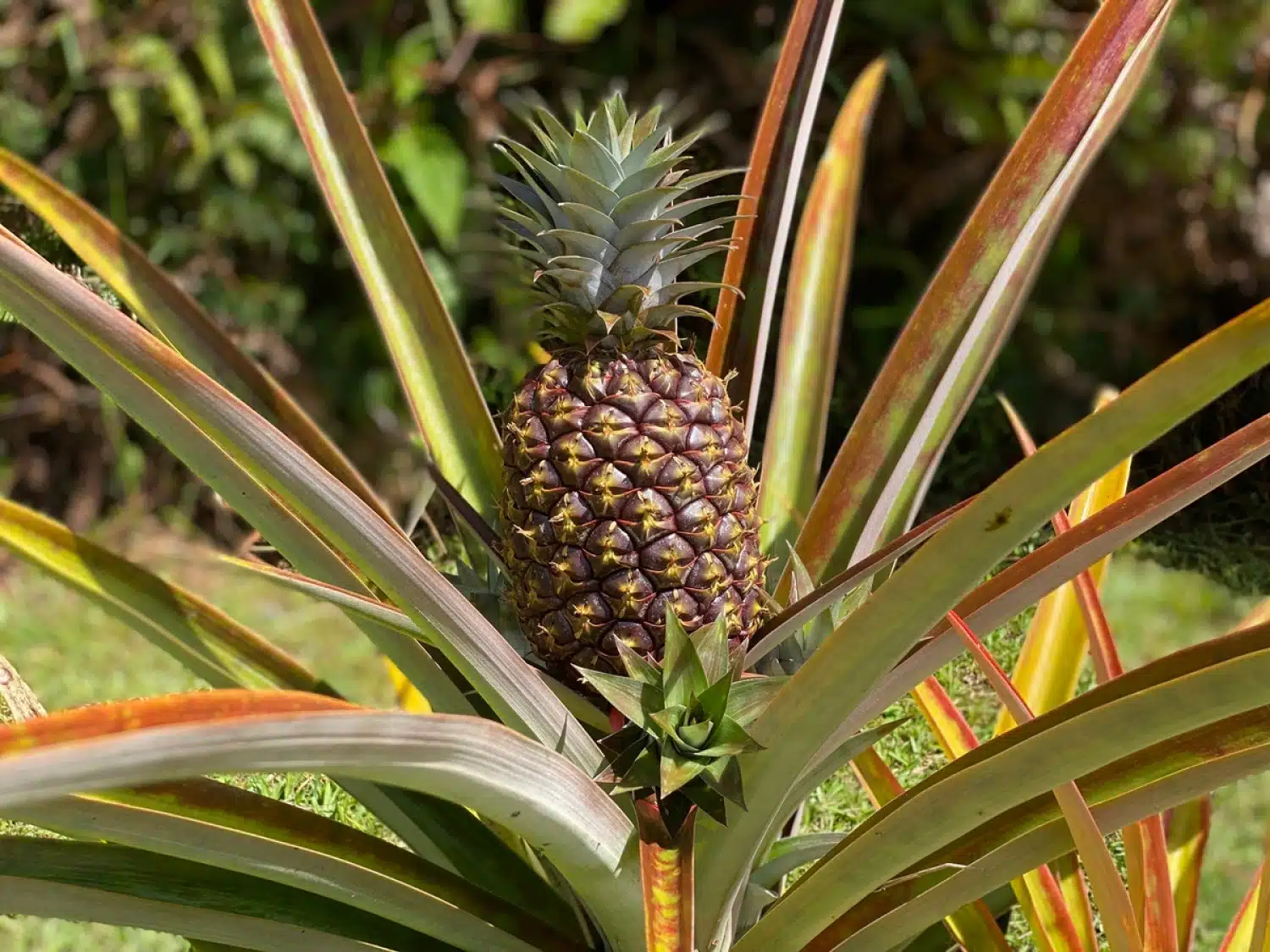 Frutas Vontade Veja O Passo A Passo De Como Cultivar Abacaxi Em Vasos